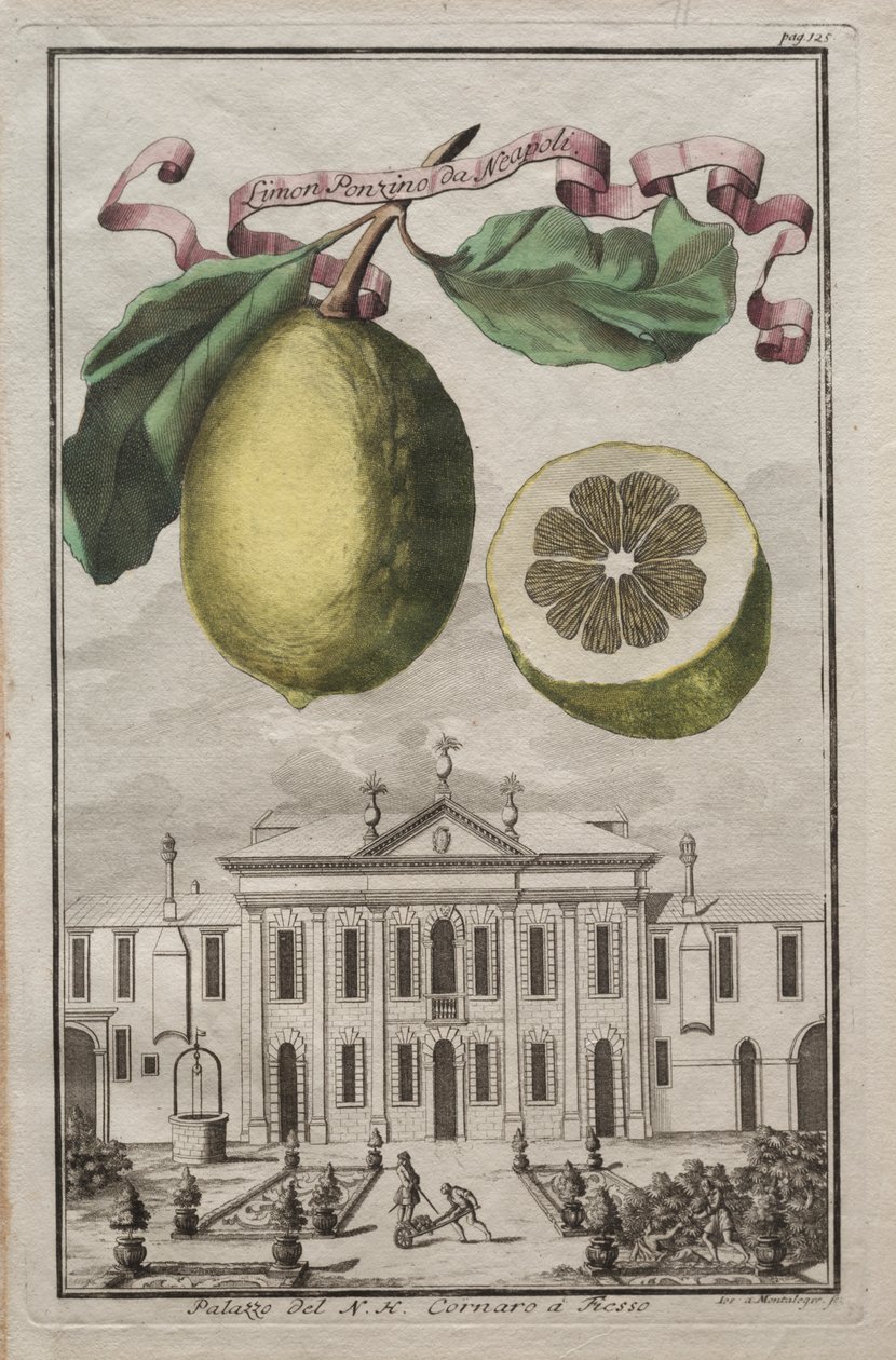 Nurnbergische Hesperides: Nr 125 - Limon Ponzino från Neapoli. Palazzo del N. H. Cornaro i Fiesso av Joseph de Montalegre