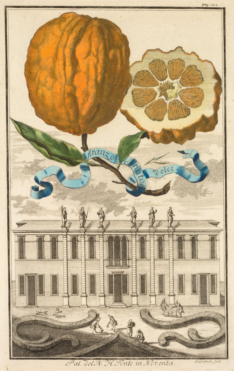 Nurnbergische Hesperides: Nr 185 - Sweet Striated Aranzo. Palazzo del N. H. Fonte i Noventa av Joseph de Montalegre