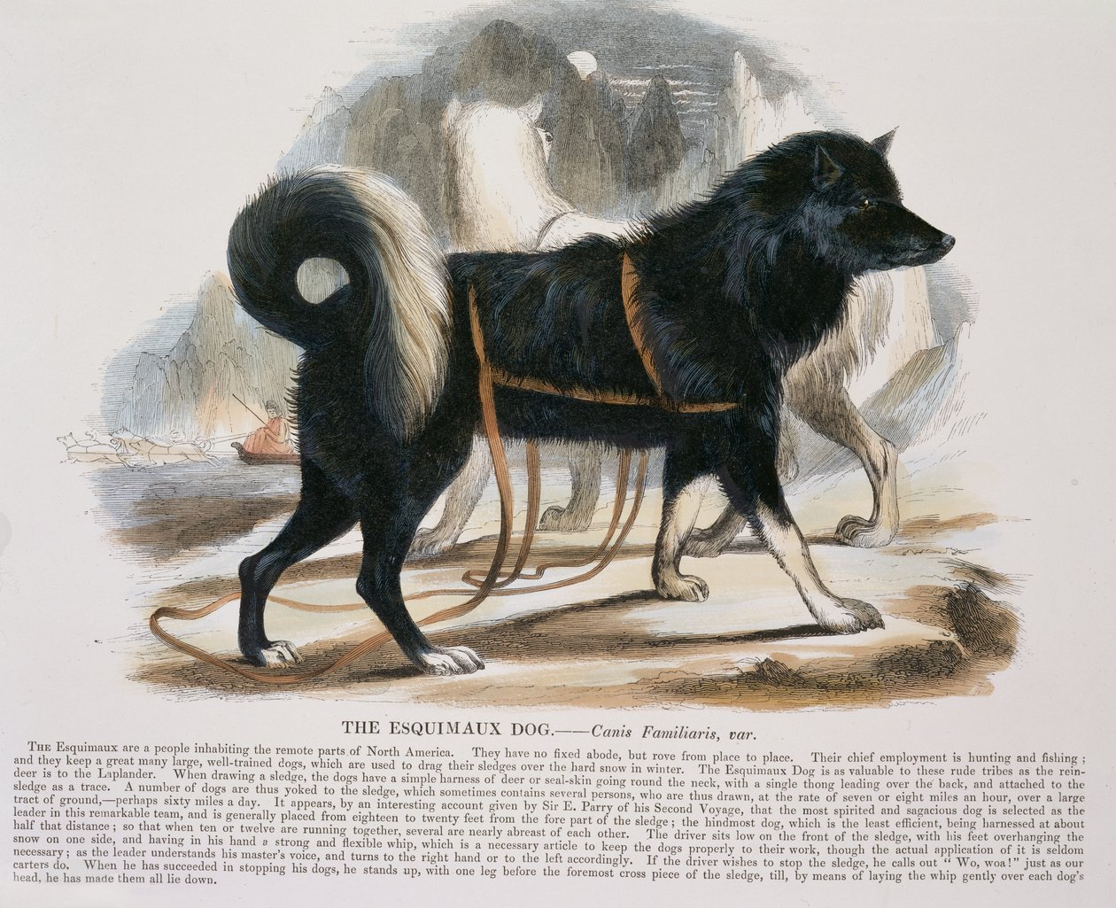 Esquimaux Dog (Canis familiaris) pedagogisk illustration pub. av Society for Promoting Christian Knowledge, 1843 (akvatint) av Josiah Wood Whymper