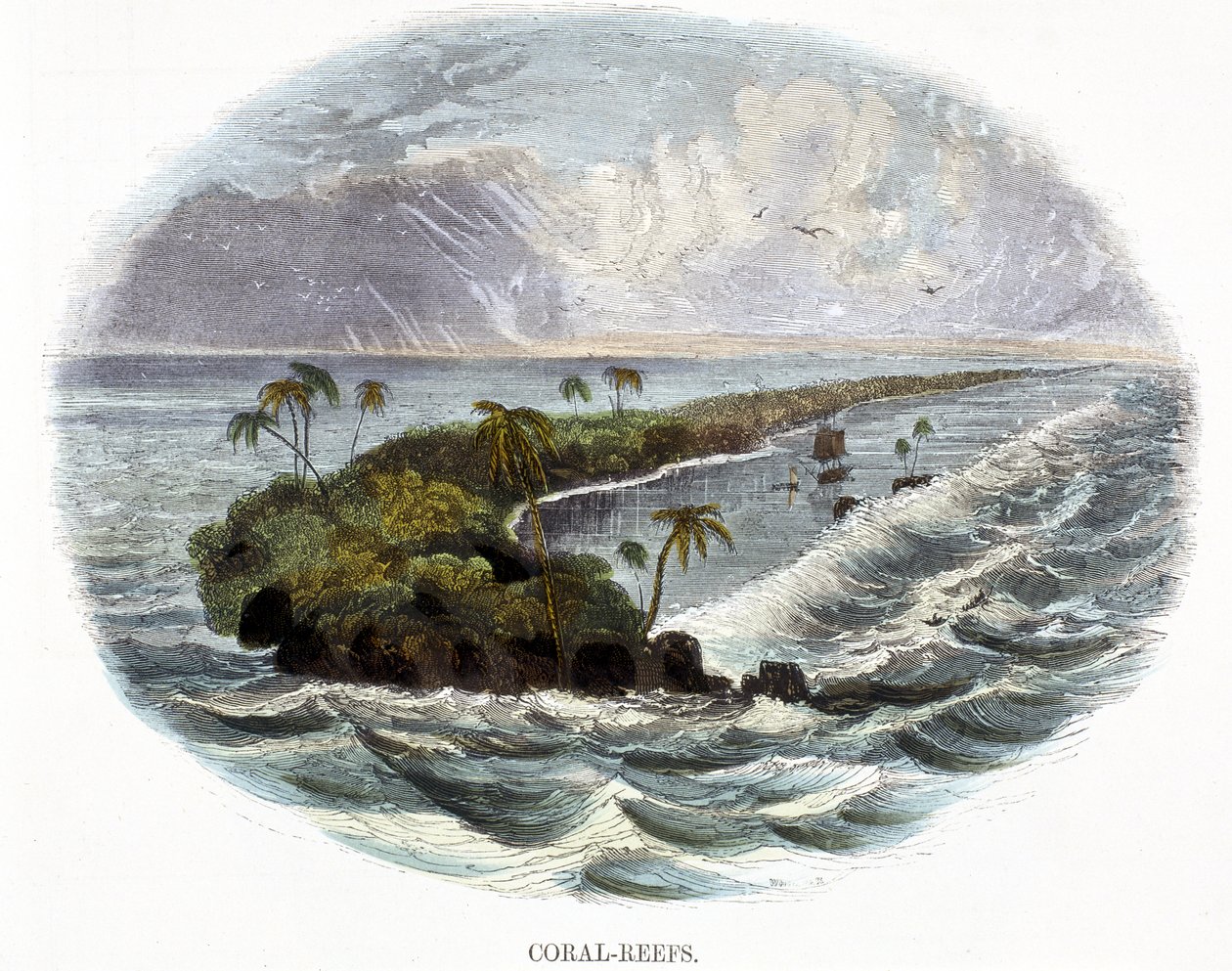 Korallrev, från Phenomena of Nature, 1849 av Josiah Wood Whymper