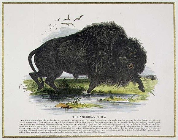 The American Bison, pedagogisk illustrationspub. av Sällskapet för främjande av kristendomskundskap av Josiah Wood Whymper