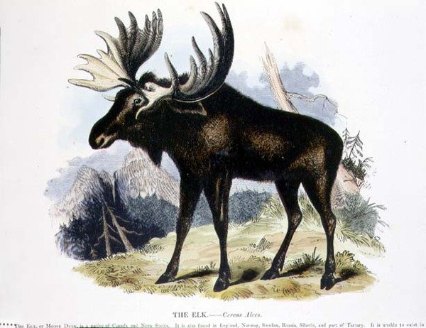 Älgen (Cervus alces) pedagogisk illustration pub. av Sällskapet för främjande av kristendomskundskap av Josiah Wood Whymper