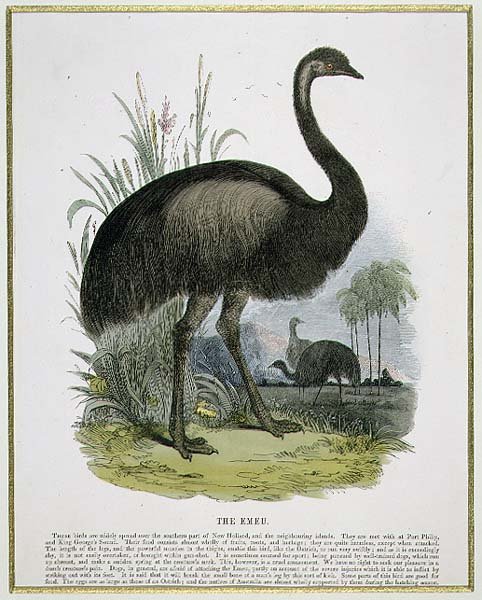 The Emu, pedagogisk illustrationspub. av Sällskapet för främjande av kristendomskundskap av Josiah Wood Whymper