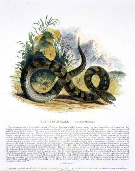Den pedagogiska illustrationspuben för skallerormen (Crotalus horridus). av Sällskapet för främjande av kristendomskundskap av Josiah Wood Whymper