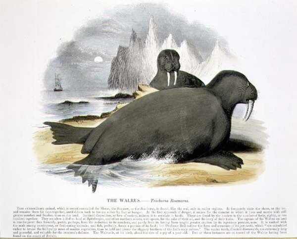 Valrossen (Trichecus rosmarus) pedagogisk illustration utgiven av Society for Promoting Christian Knowledge. av Josiah Wood Whymper