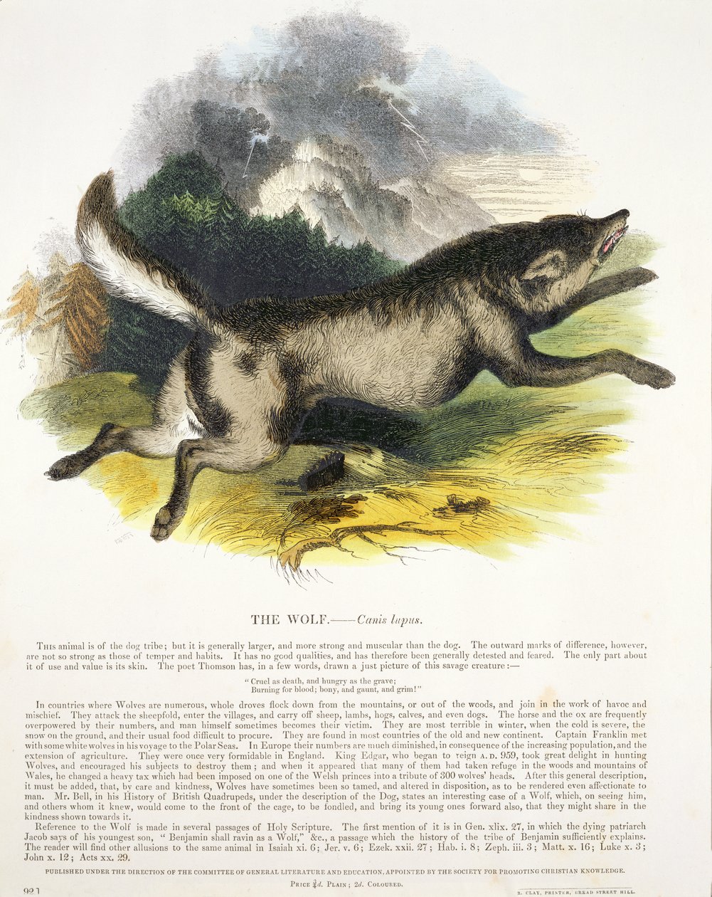 The Wolf (Canis lupus) pedagogisk illustration pub. av Society for Promoting Christian Knowledge, 1843 (akvatint) av Josiah Wood Whymper