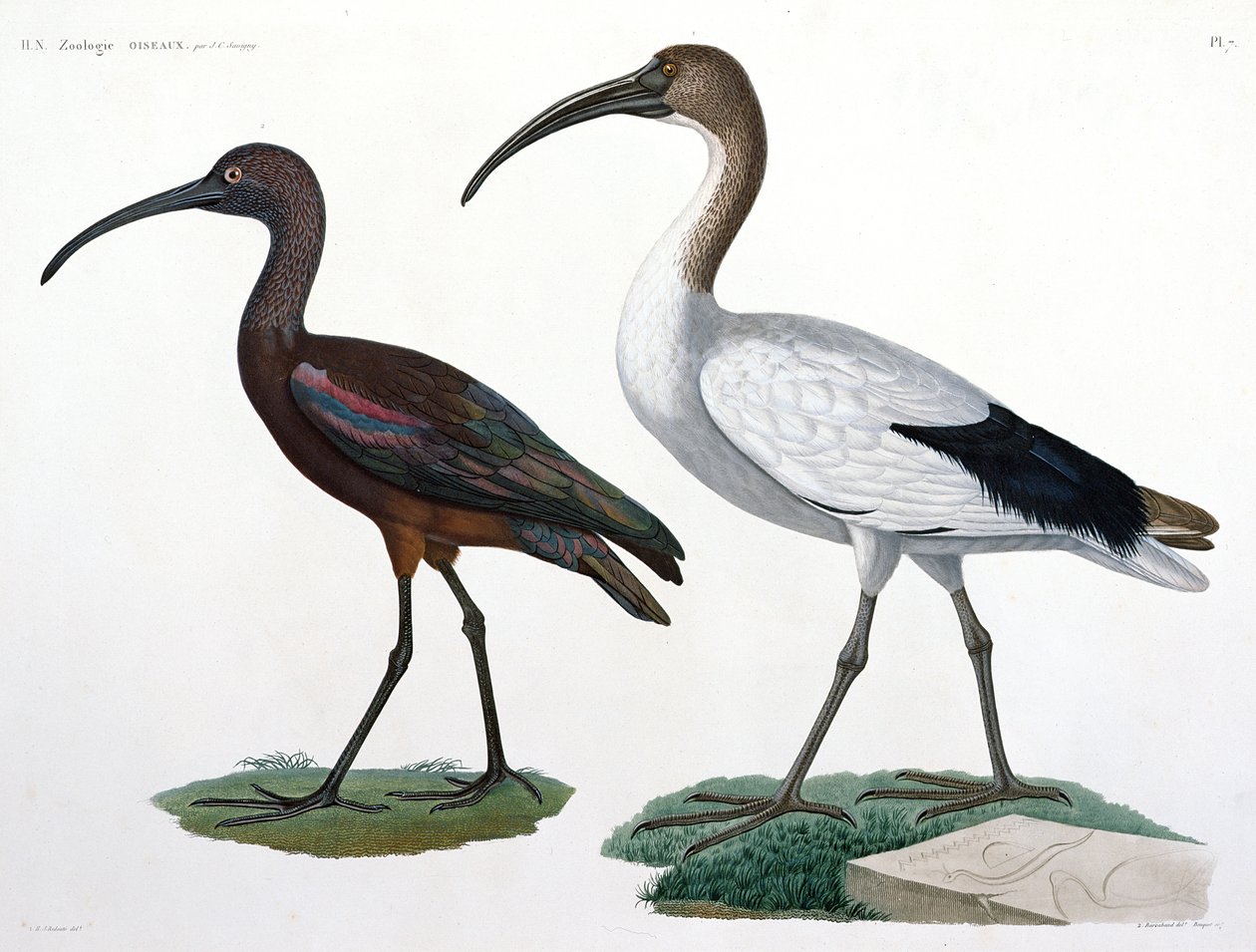 Ibises, från 