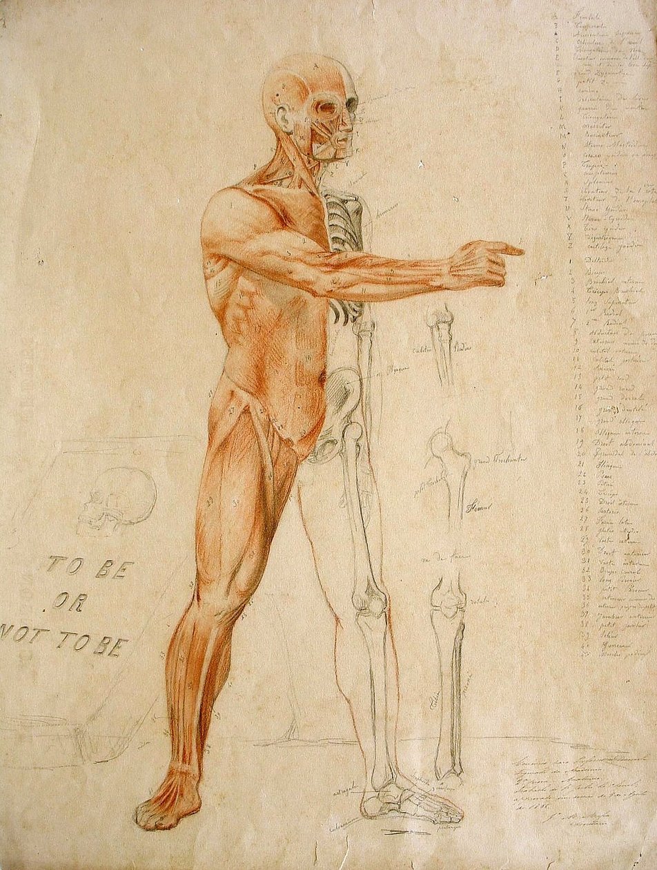Desenho anatômico av Jules Le Chevrel