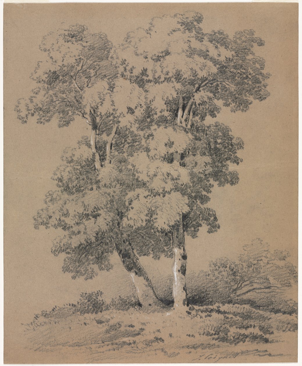 Trädstudie av Jules Coignet
