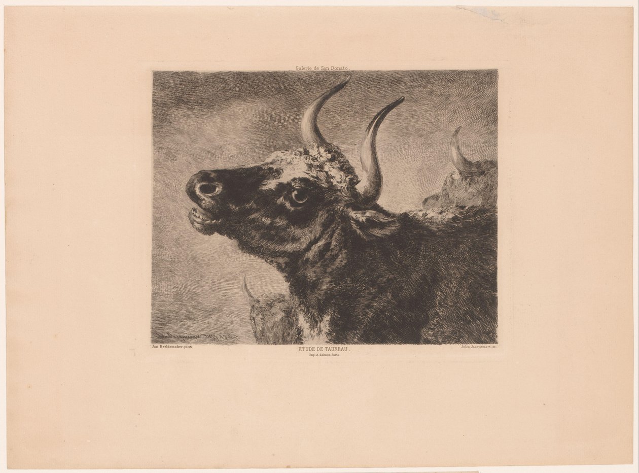 Huvud av en tjur Etude de taureau. (titel på objekt) av Jules Ferdinand Jacquemart