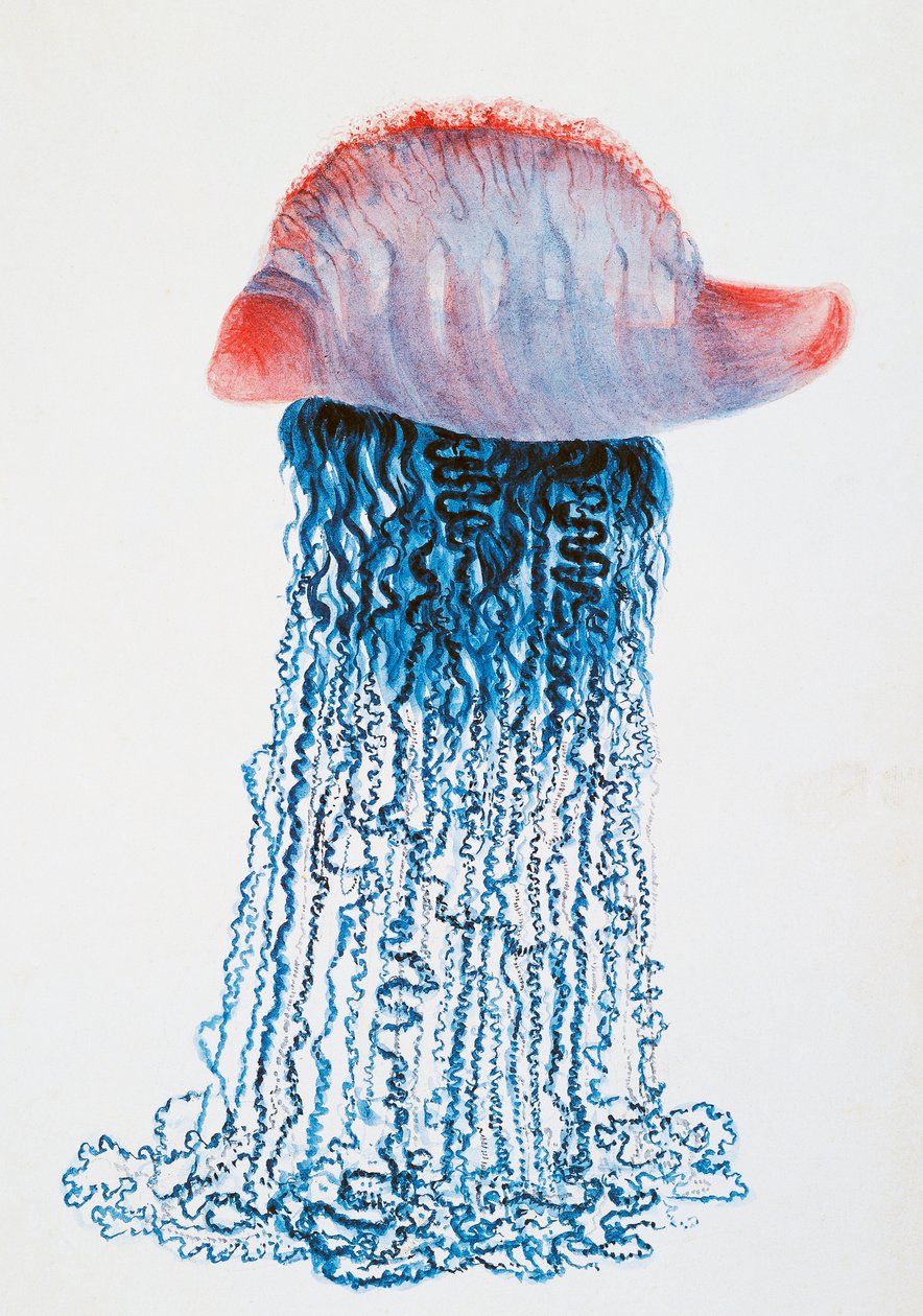 Medusa (Physalis pelagic), Brasilien, teckning av Jules Louis Lejeun (1804-1851), från Duperreys resa runt jorden, av Louis Isidore Duperrey (1786-1865), Frankrike av Jules Louis Lejeun