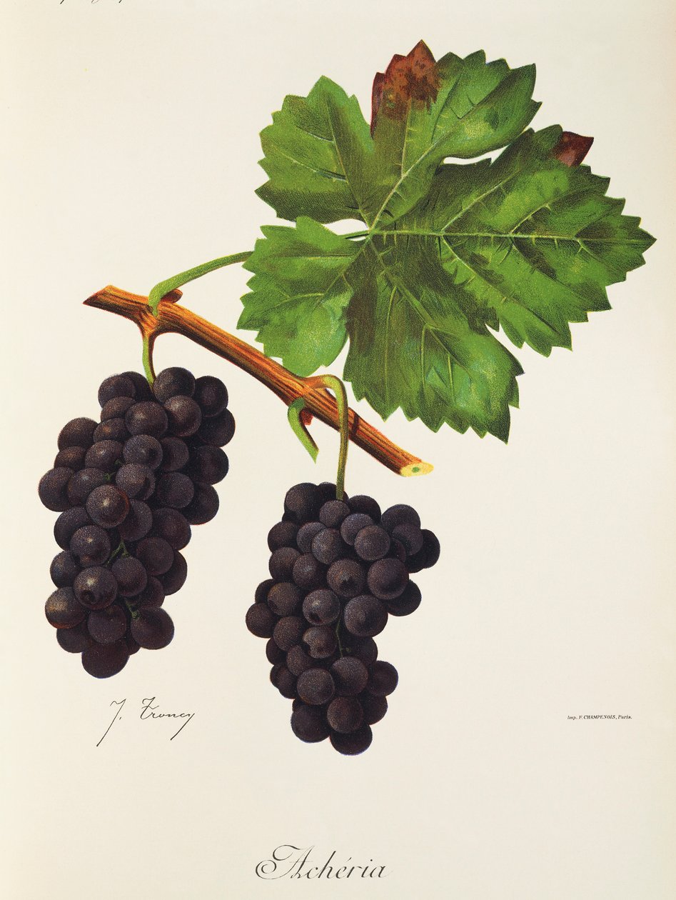 Acheria druva av J. Troncy av Jules Troncy