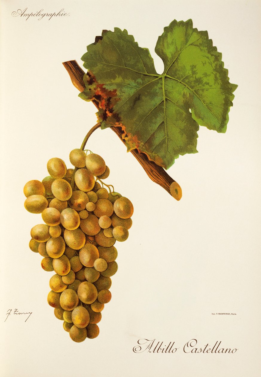 Albillo Castellano druva av J. Troncy av Jules Troncy