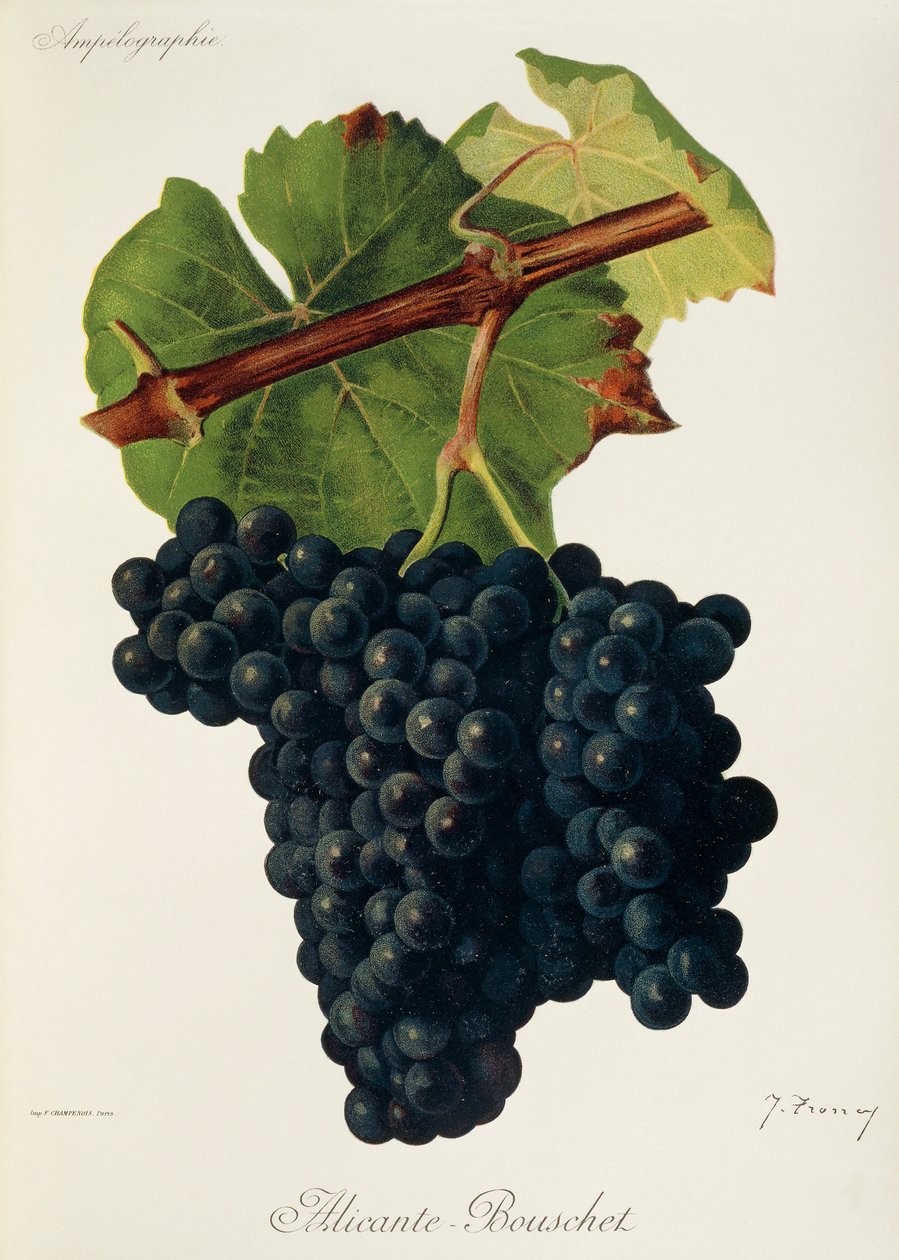 Alicante-Bouschet druva av J. Troncy av Jules Troncy