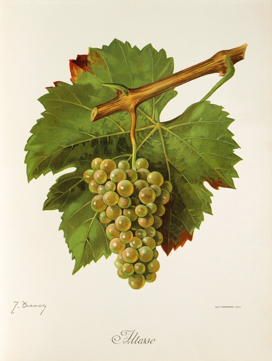 Altesse druva av J. Troncy av Jules Troncy