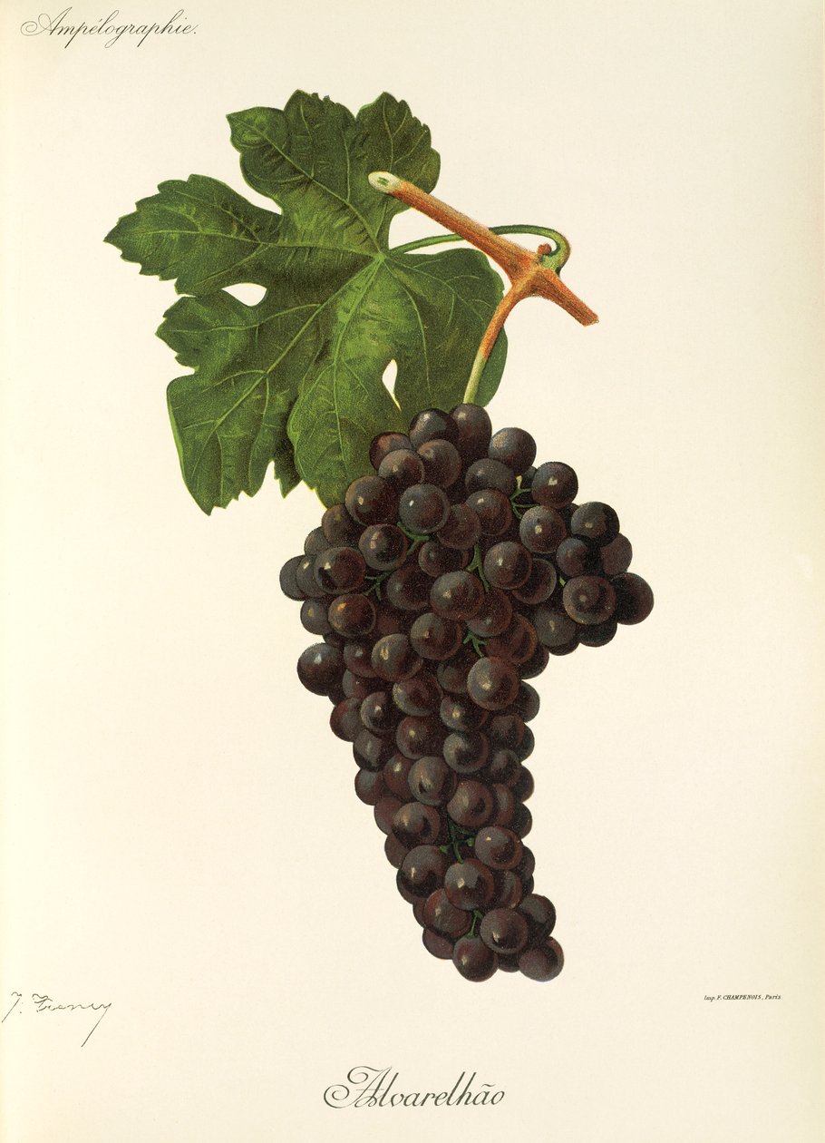 Alvarelhao druva av J. Troncy av Jules Troncy