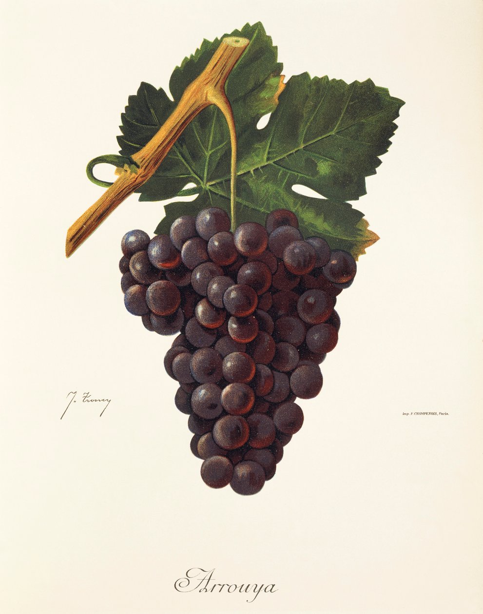 Arrouya druva av J. Troncy av Jules Troncy