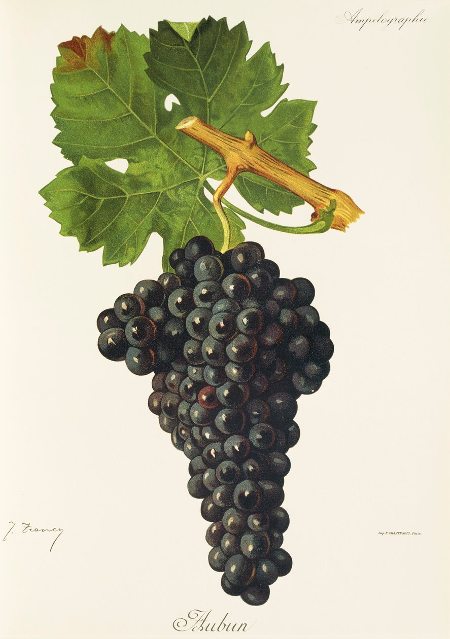 Auburn druva av J. Troncy av Jules Troncy