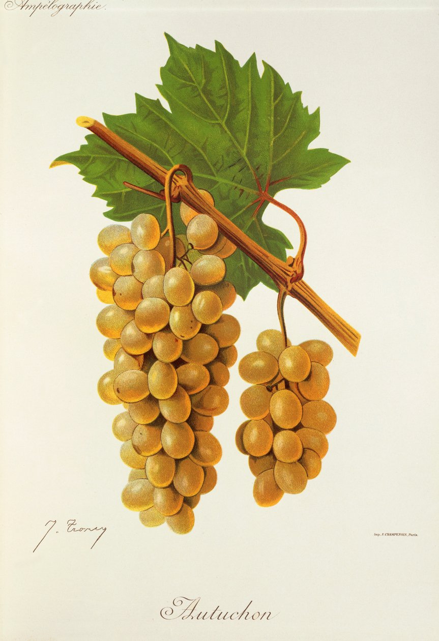 Autuchon druva av J. Troncy av Jules Troncy