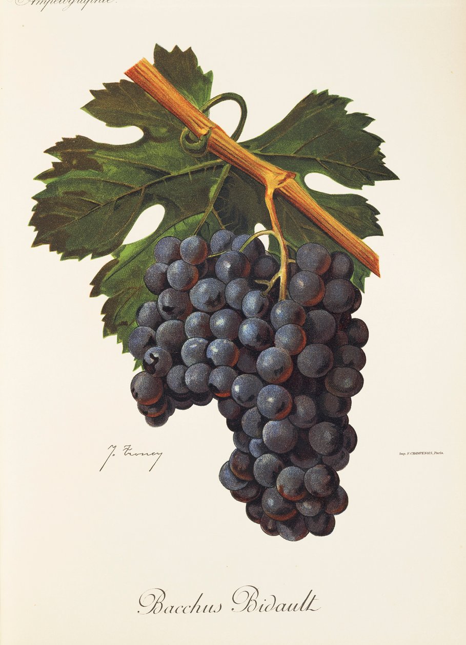Bacchus Bidault druva av J. Troncy av Jules Troncy