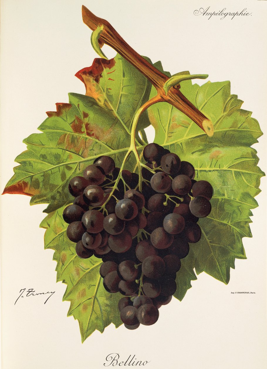 Bellino druva av J. Troncy av Jules Troncy