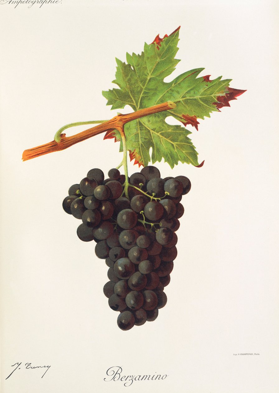Berzamino druva av J. Trncy av Jules Troncy
