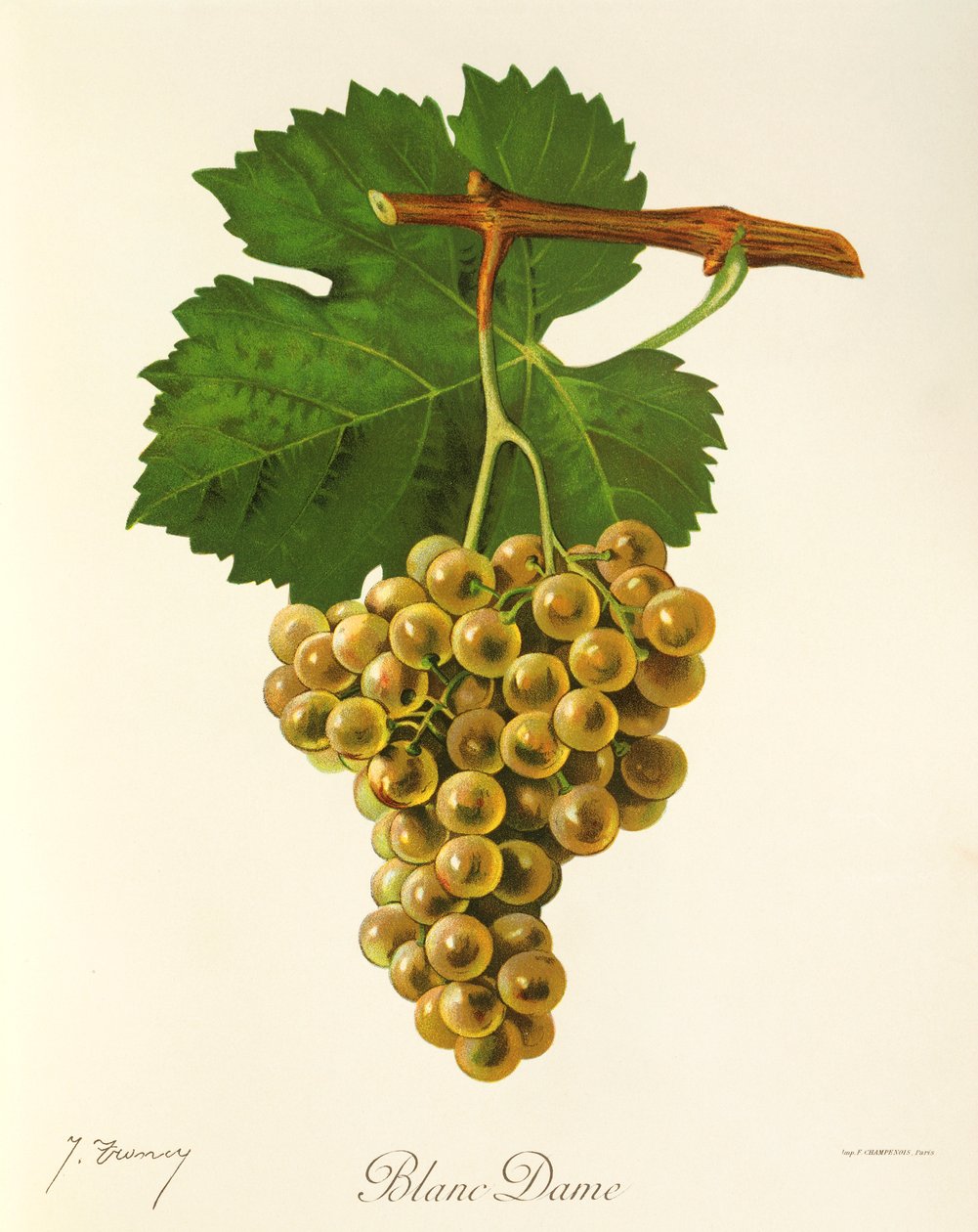 Blanc Dame druva av J. Troncy av Jules Troncy