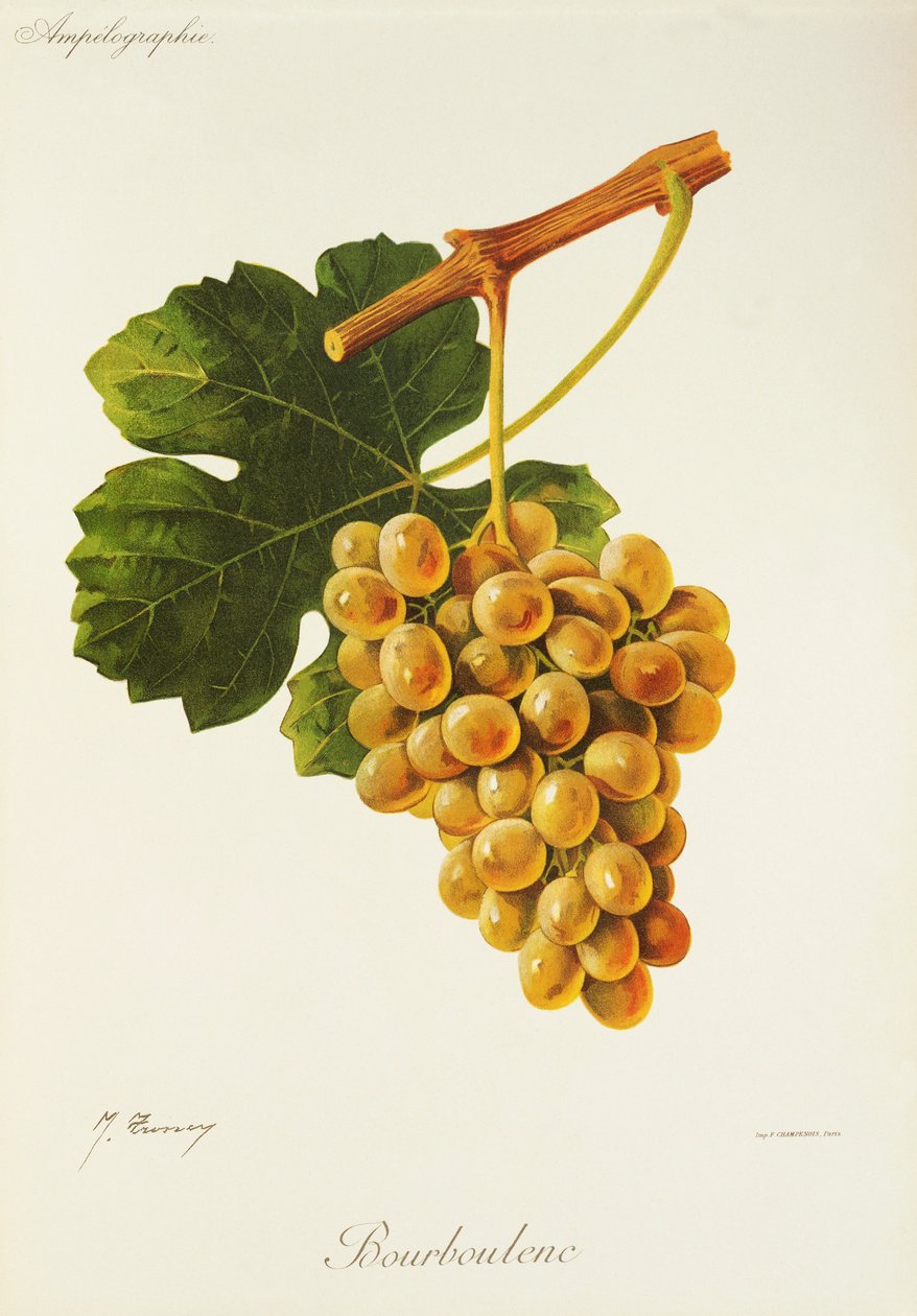 Bourboulenc druva av J. Troncy av Jules Troncy