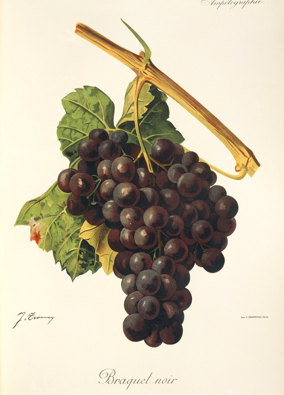Braquet Noir druva av J. Troncy av Jules Troncy