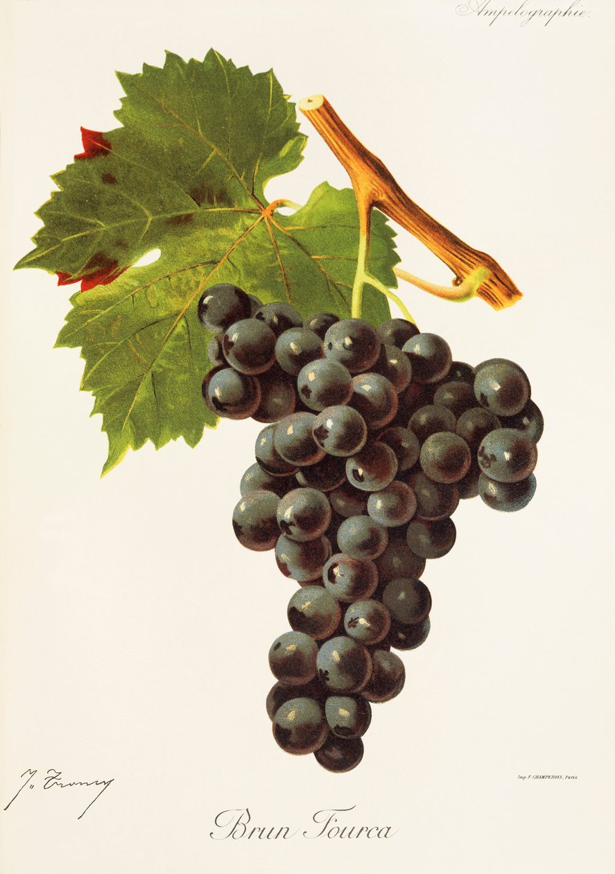 Brun Fourca druva av J. Troncy av Jules Troncy