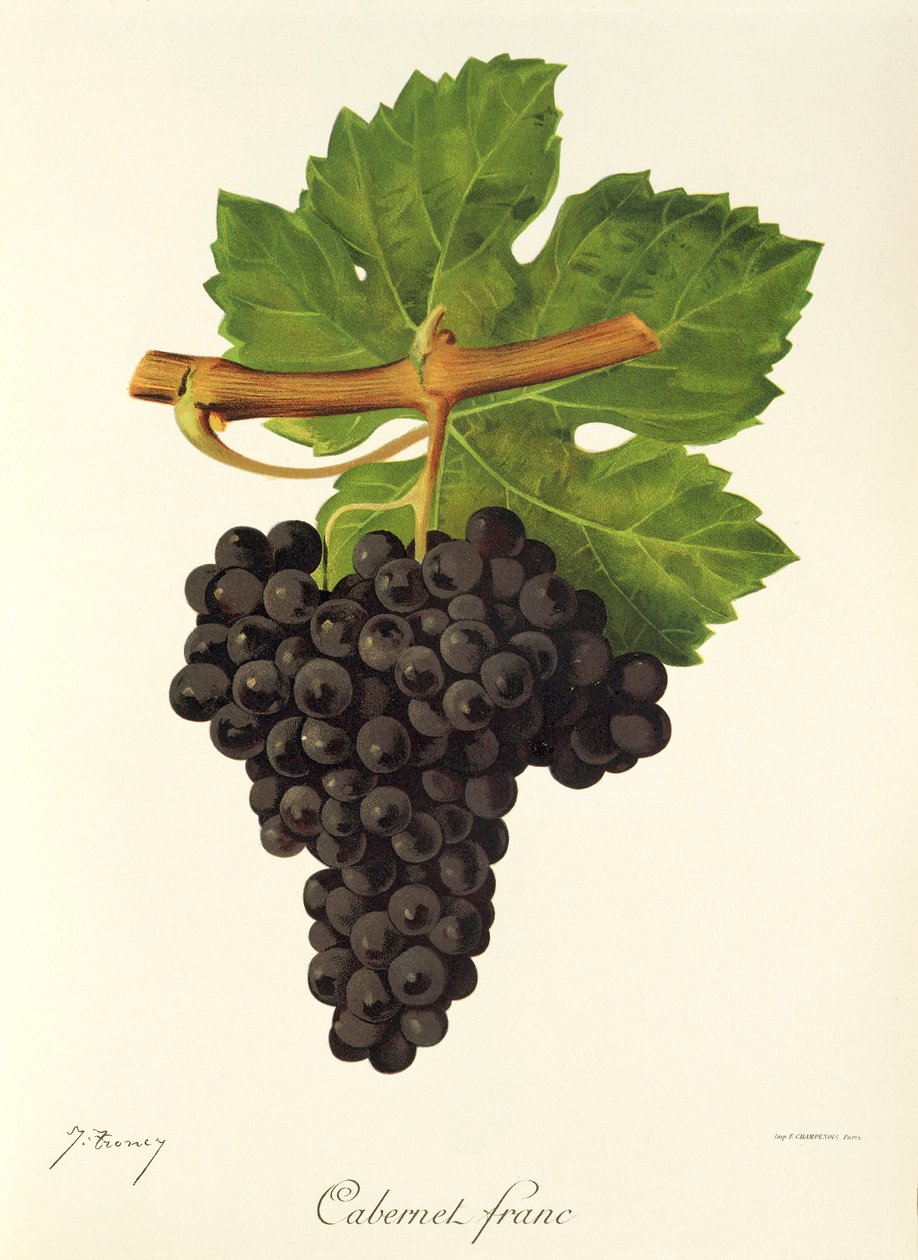 Cabernet Franc druva av J. Troncy av Jules Troncy