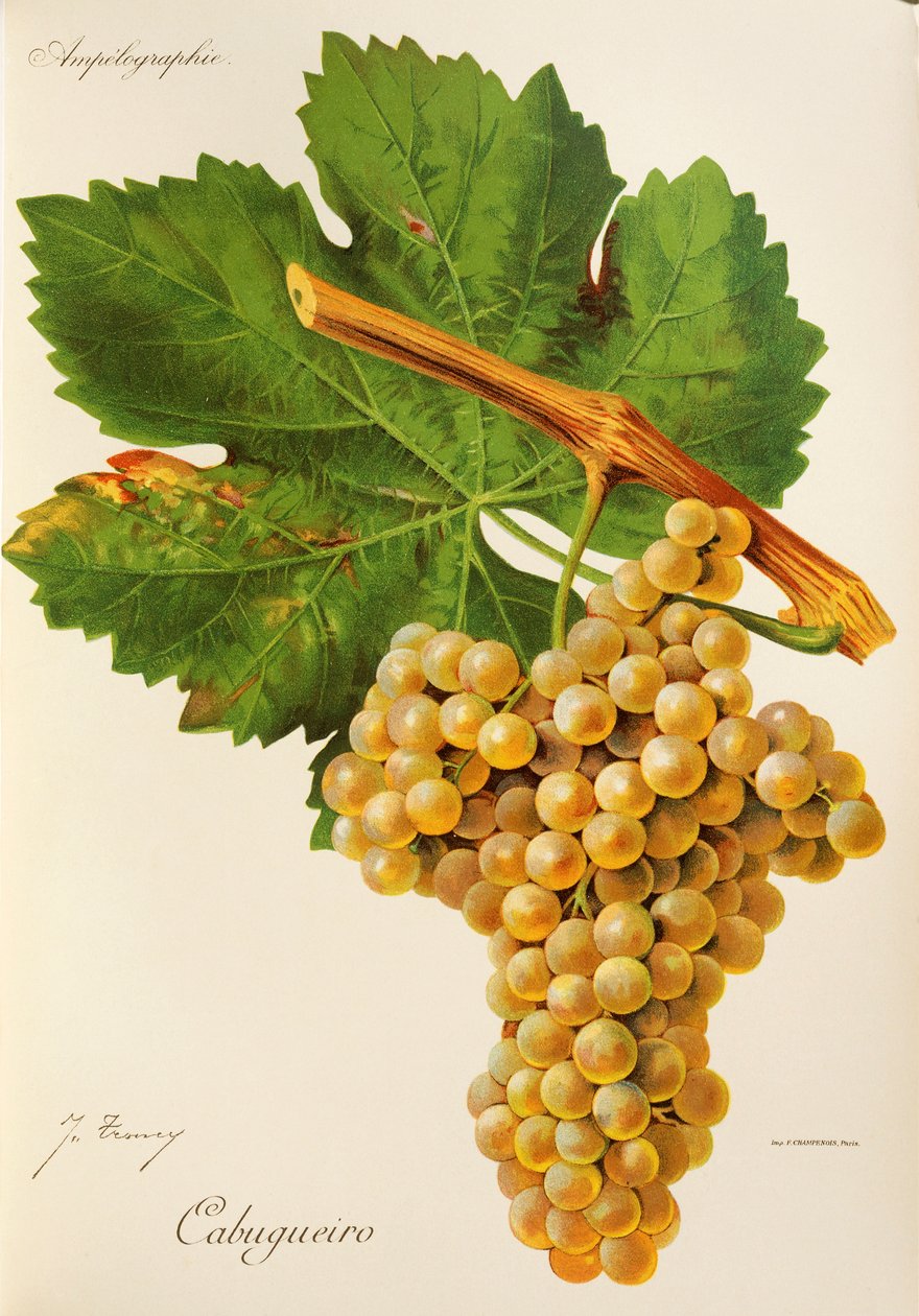 Cabugueiro druva av J. Troncy av Jules Troncy