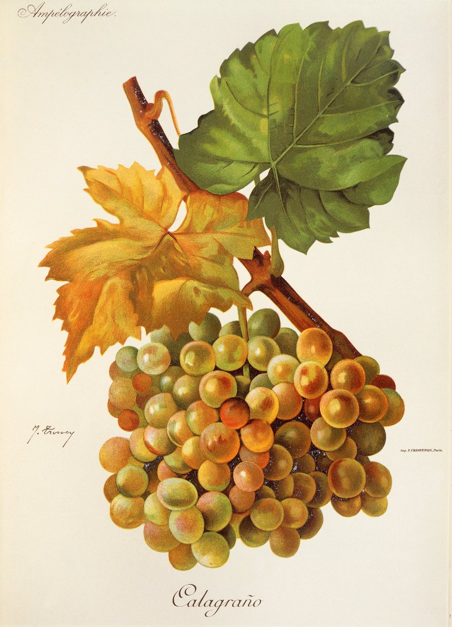 Calagrano druva av J. Troncy av Jules Troncy