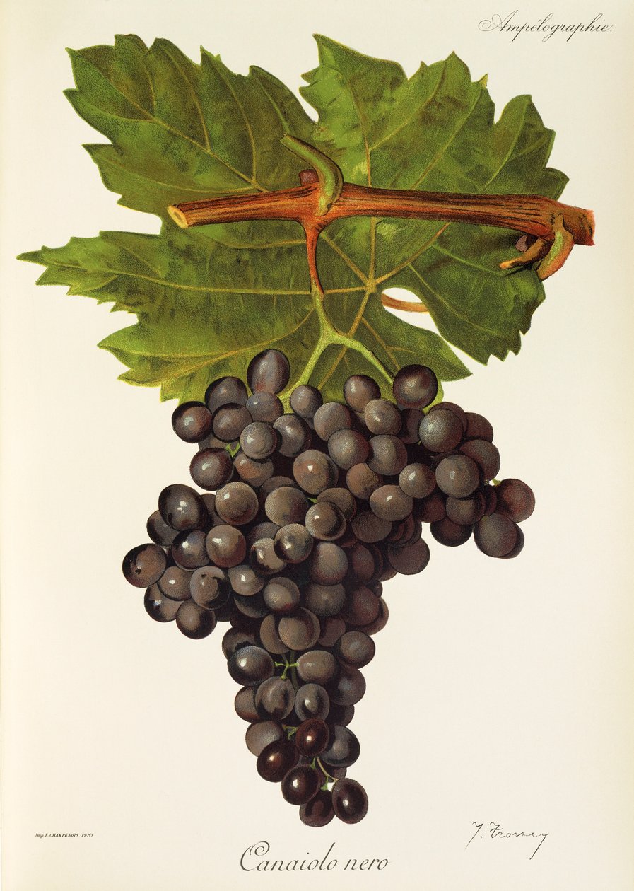 Canaiolo Nero druva av J. Troncy av Jules Troncy