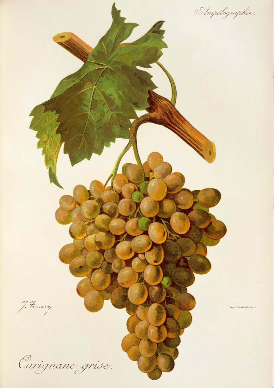 Carignane Grise druva av J. Troncy av Jules Troncy
