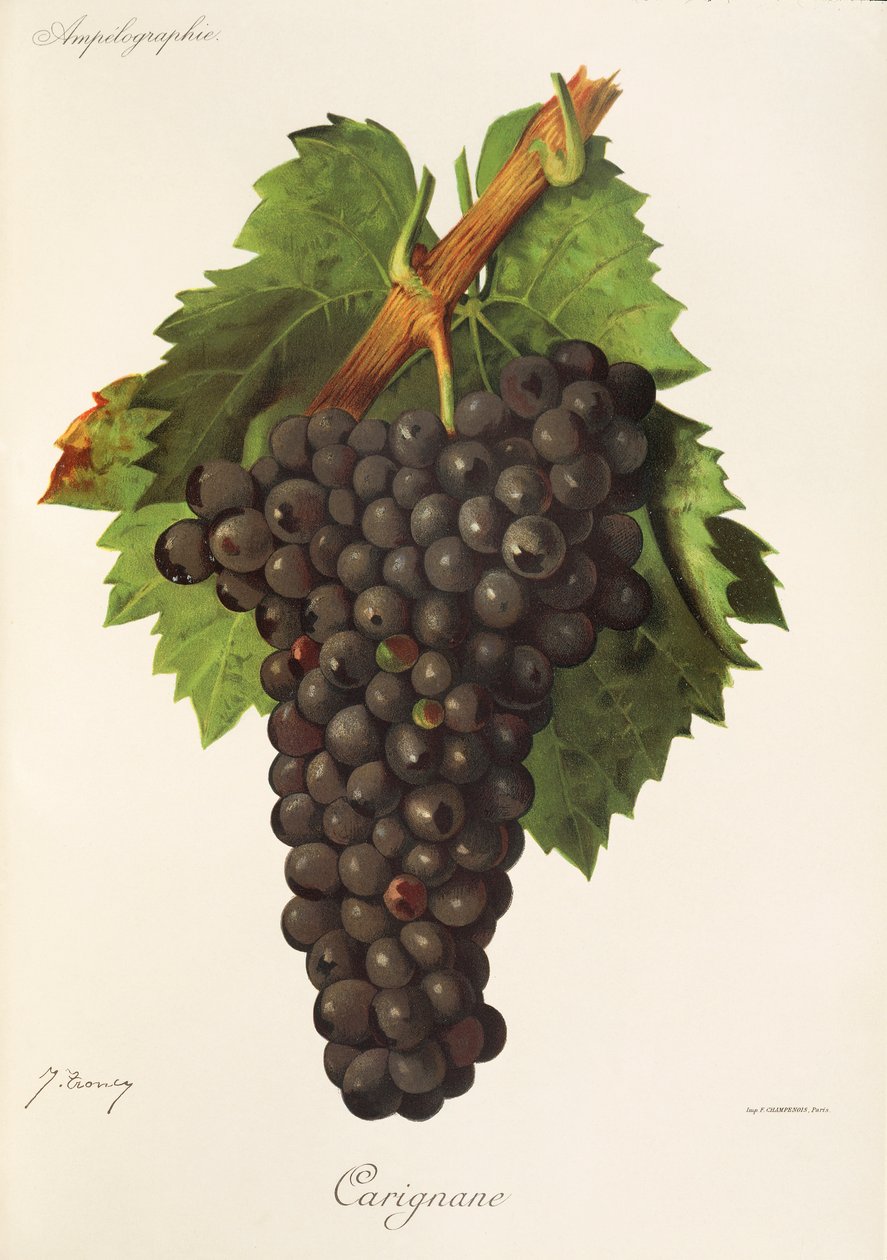 Carignane druva av J. Troncy av Jules Troncy