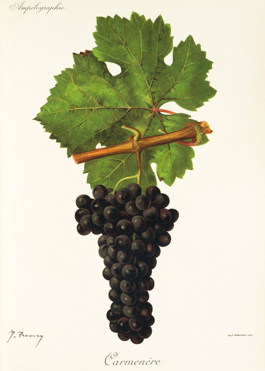 Carmenere druva av J. Troncy av Jules Troncy