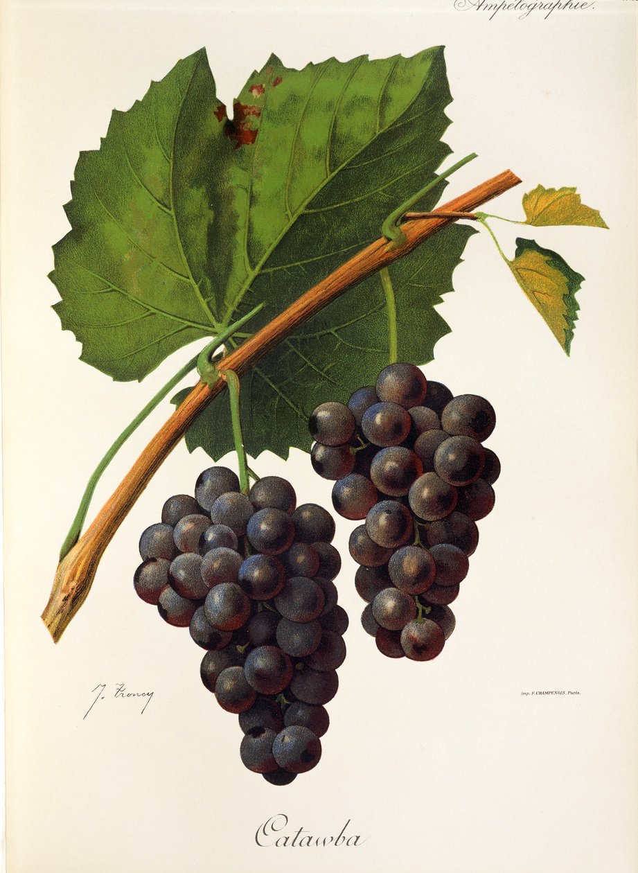 Catawba druva av J. Troncy av Jules Troncy