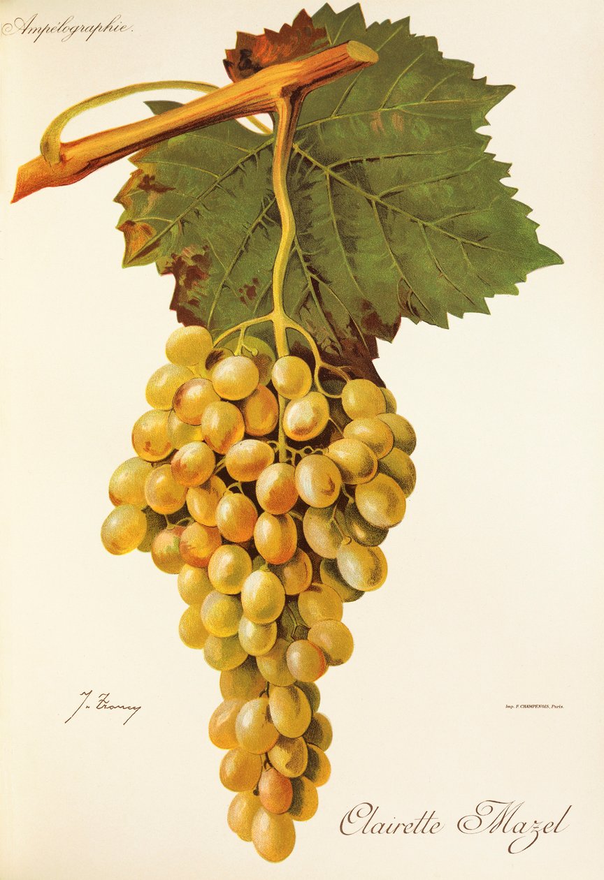 Clairette Mazel druva av J. Troncy av Jules Troncy