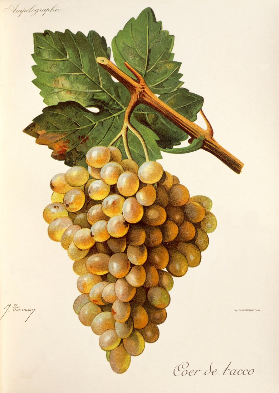 Coeur de Bacco druva, från Traite General de Viticulture. Ampelografi av Jules Troncy