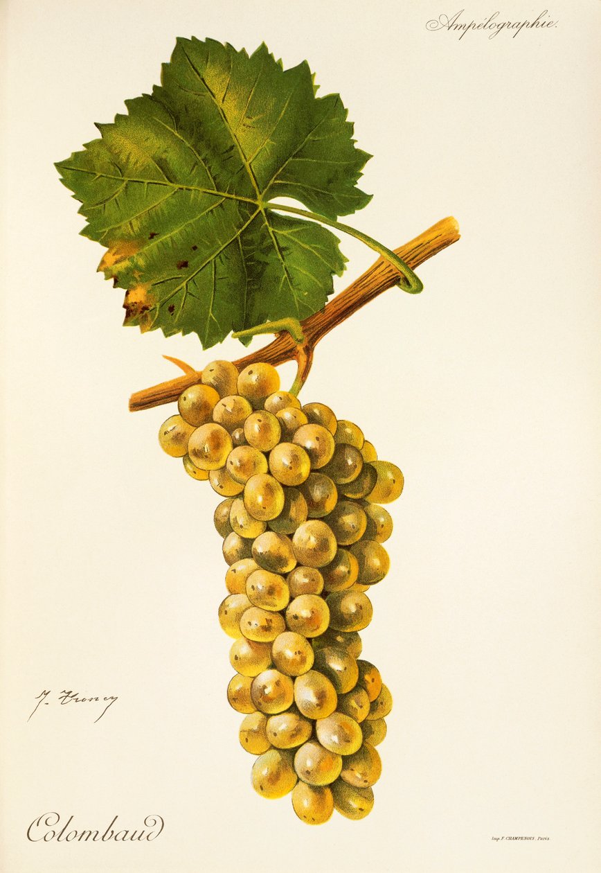 Colombaud druva av J. Troncy av Jules Troncy