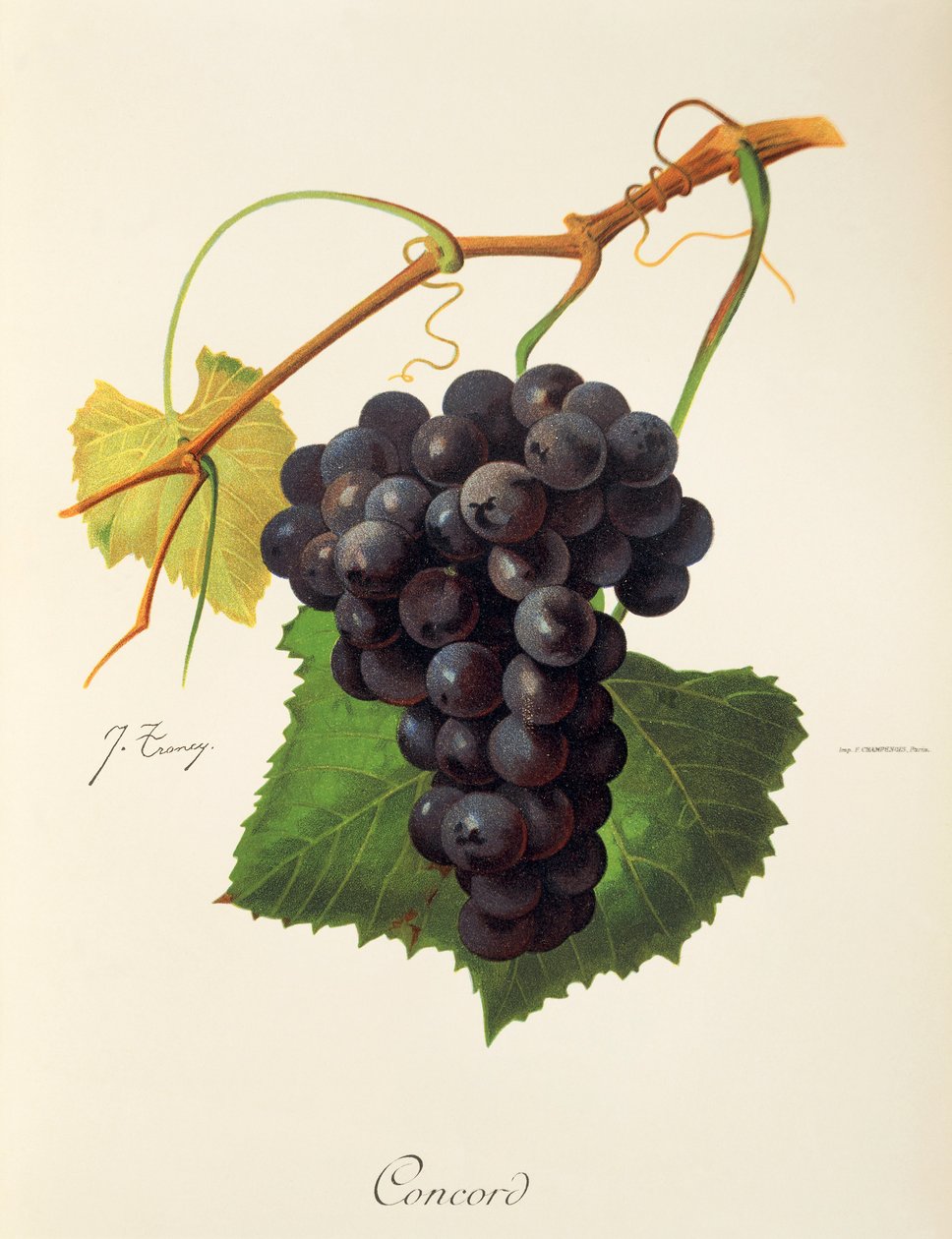 Concord druva av J. Trncy av Jules Troncy