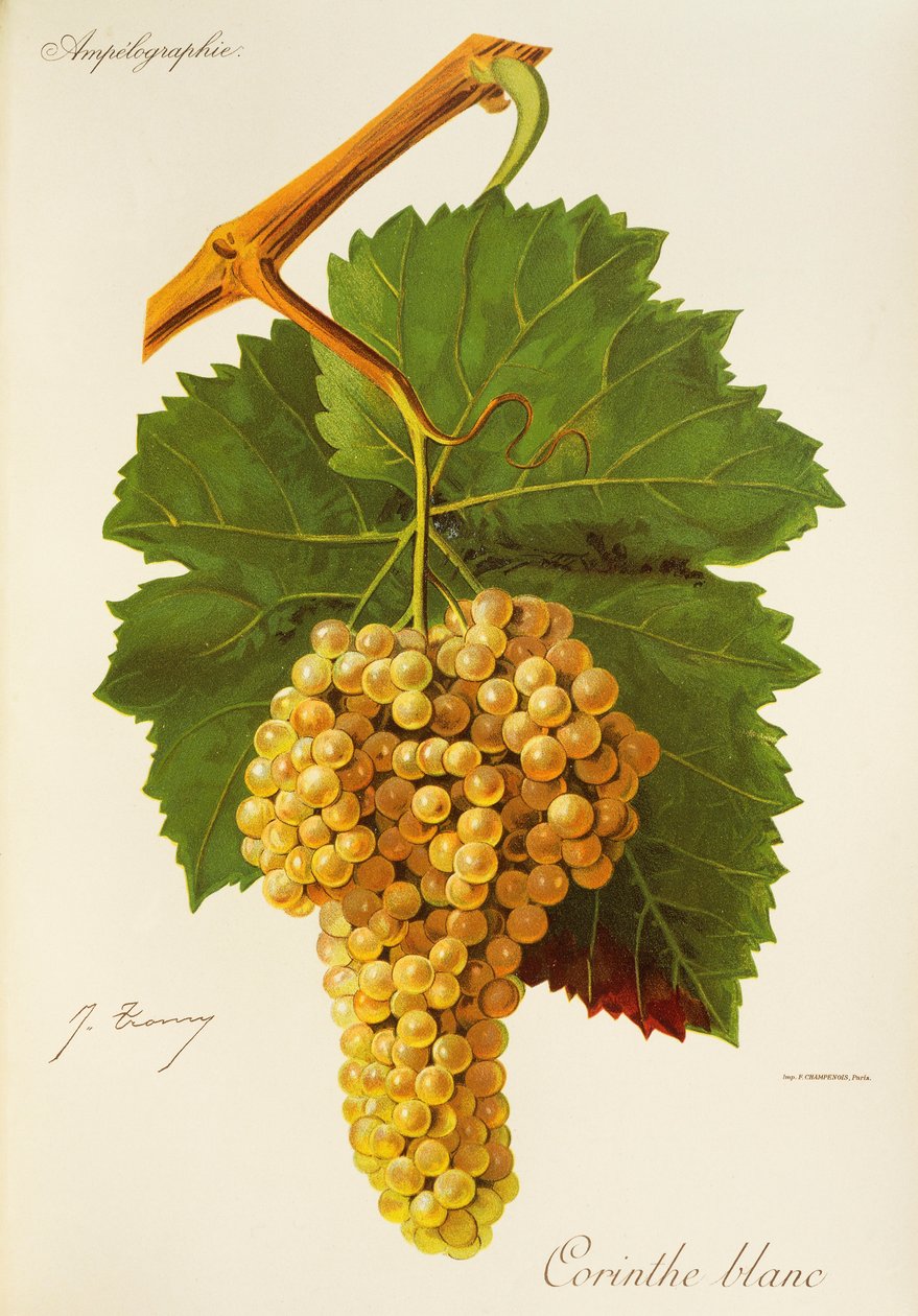 Corinthe White druva av J. Troncy av Jules Troncy