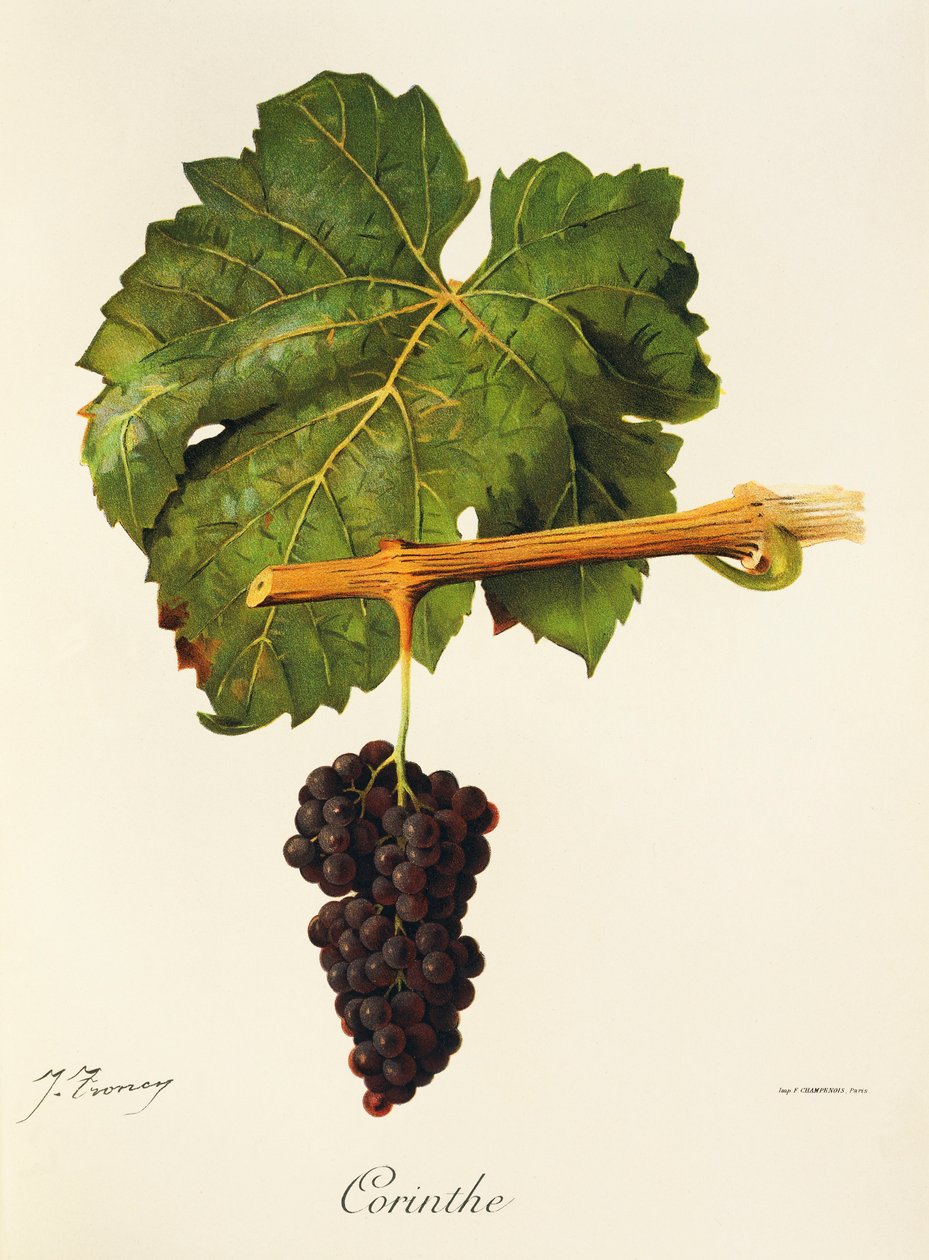 Corinthe druva av J. Troncy av Jules Troncy