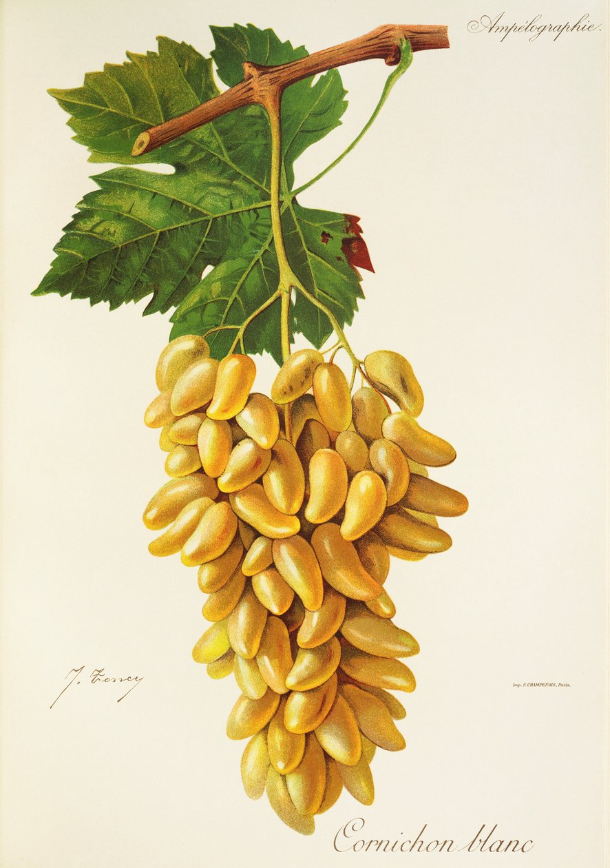 Gherkin White druva av J. Troncy av Jules Troncy