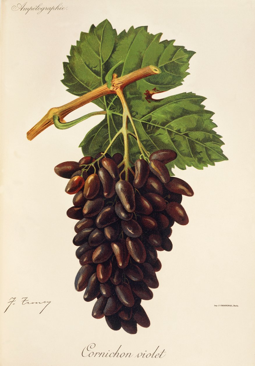 Cornichon Violet druva av J. Troncy av Jules Troncy