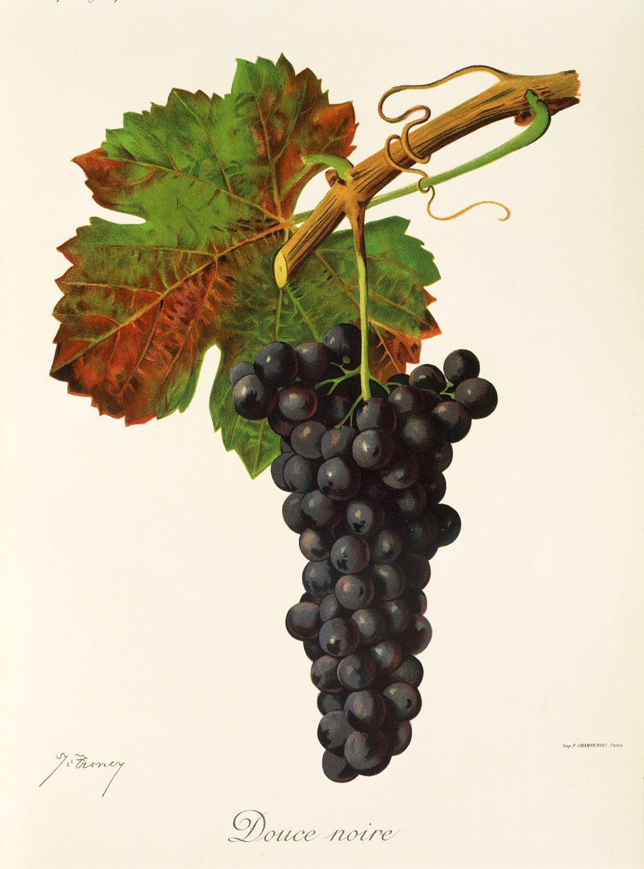 Douce Noire druva av J. Troncy av Jules Troncy