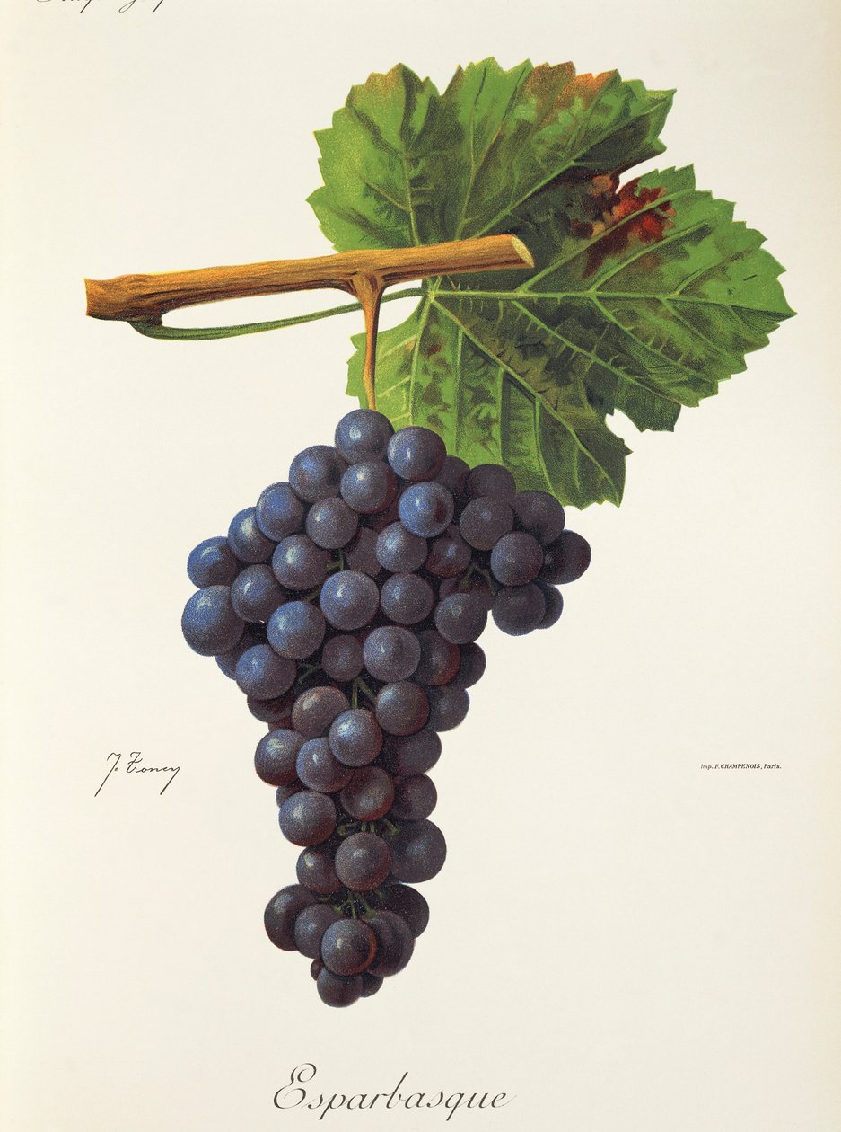 Esparbasque druva av J. Troncy av Jules Troncy