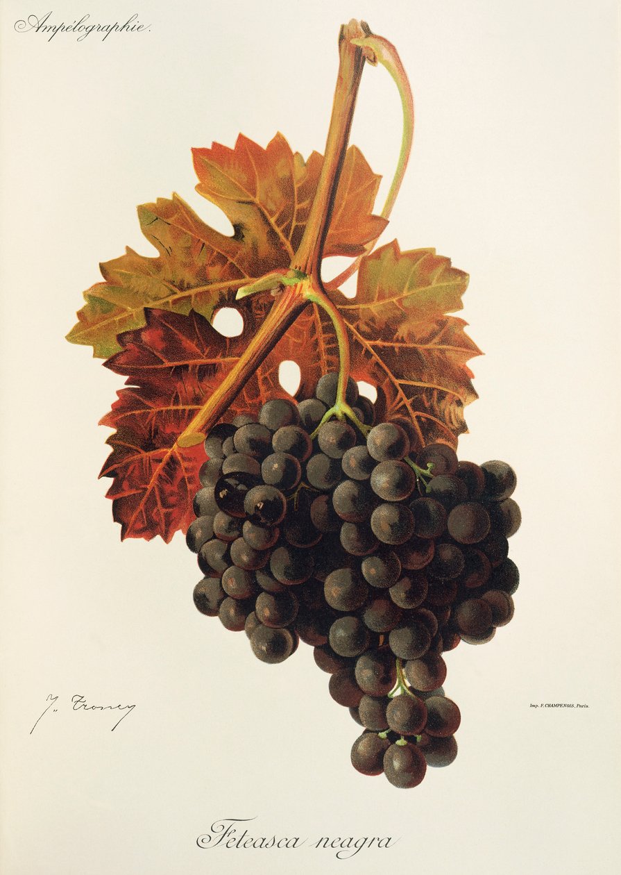 Feteasca Neagra druva av J. Troncy av Jules Troncy
