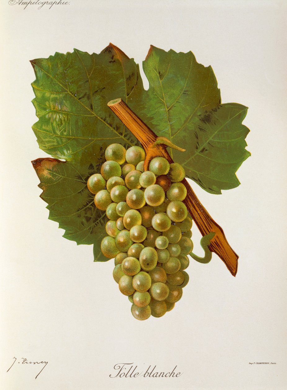 Folle Blanche druva av J. Troncy av Jules Troncy